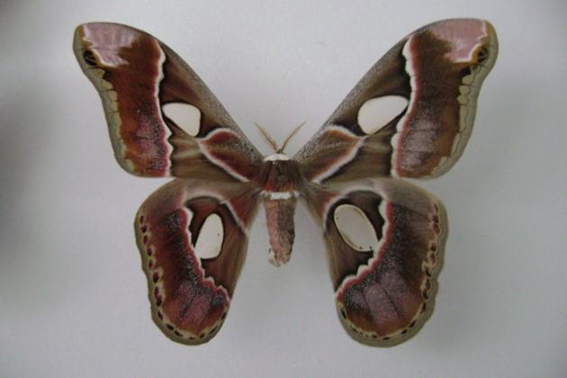 Rothschilda lebeau bilateral gynandromorph (Internet Image property of respective owner, non-commercial use only)